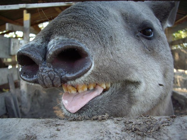 Cruce De Los Pioneros - Tapir
